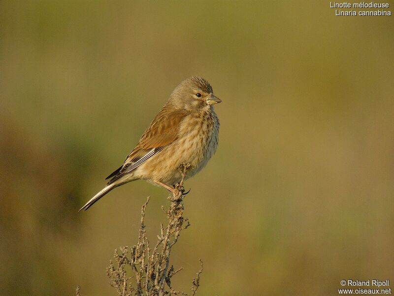 Common Linnet female adult breeding