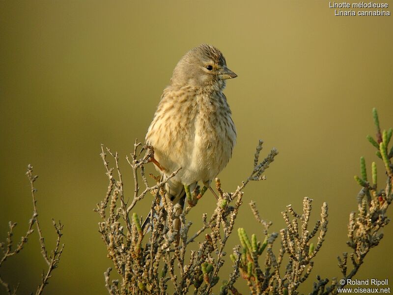 Common Linnet female adult breeding