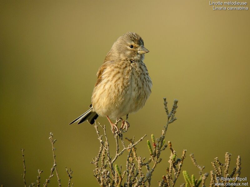 Common Linnet female adult breeding