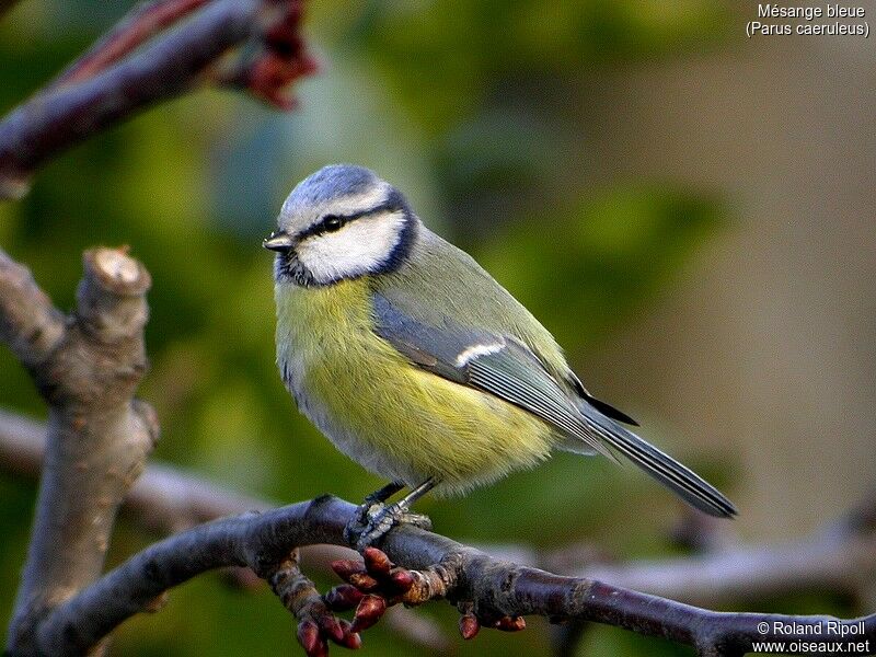 Eurasian Blue Tit