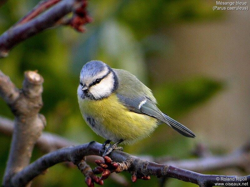 Eurasian Blue Tit