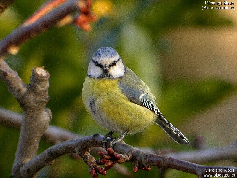 Mésange bleue