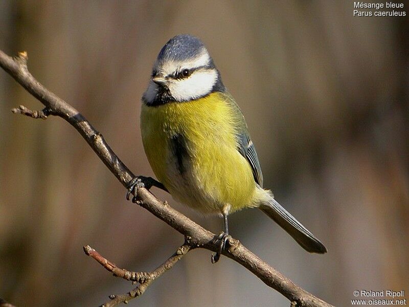 Mésange bleueadulte internuptial