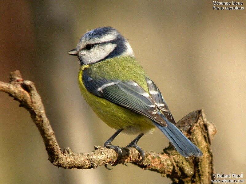 Eurasian Blue Titadult post breeding