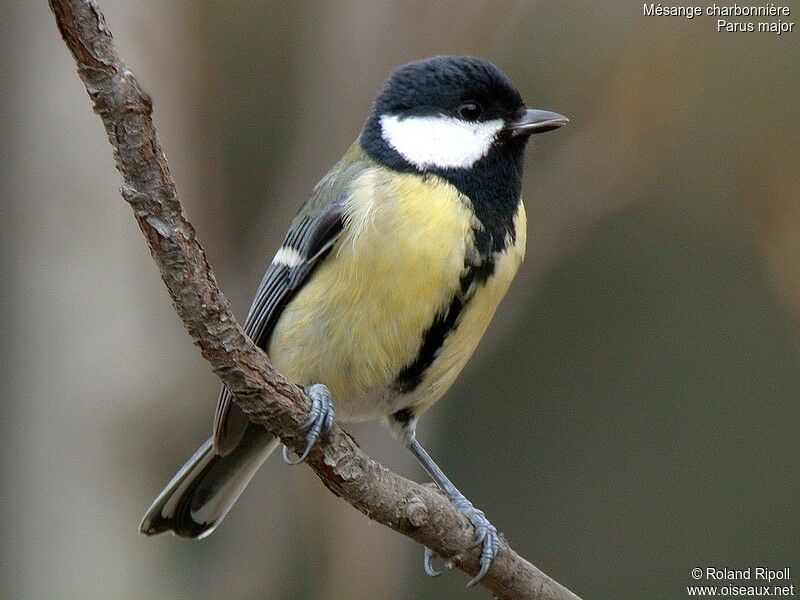 Mésange charbonnière femelle adulte internuptial