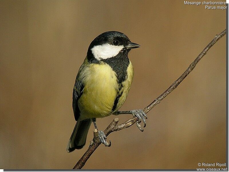 Great Tit