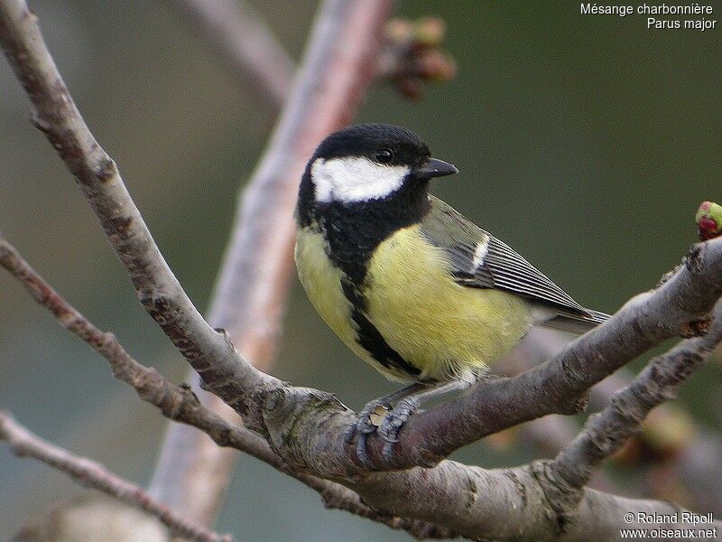 Mésange charbonnière