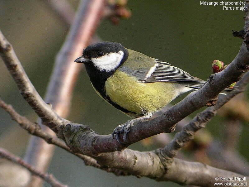 Great Tit