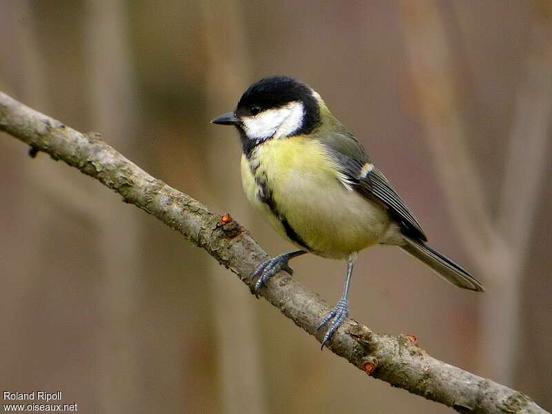 Great Tit female adult post breeding, identification