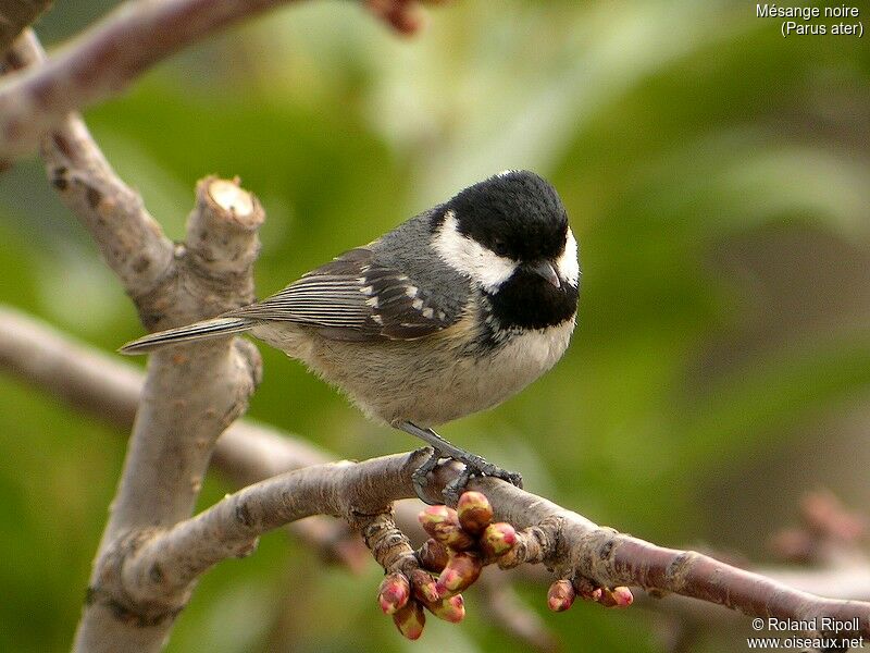 Coal Tit