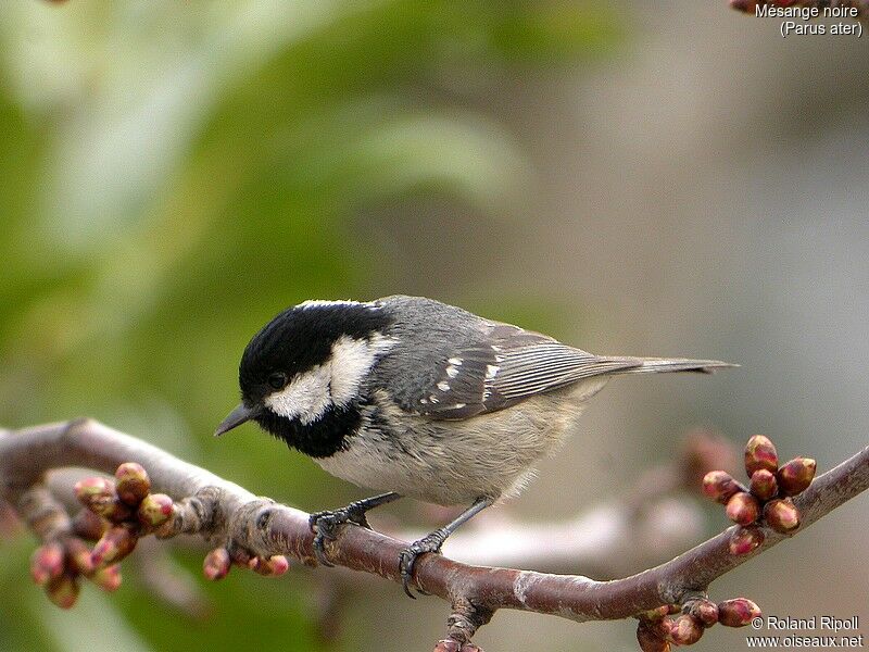 Coal Tit