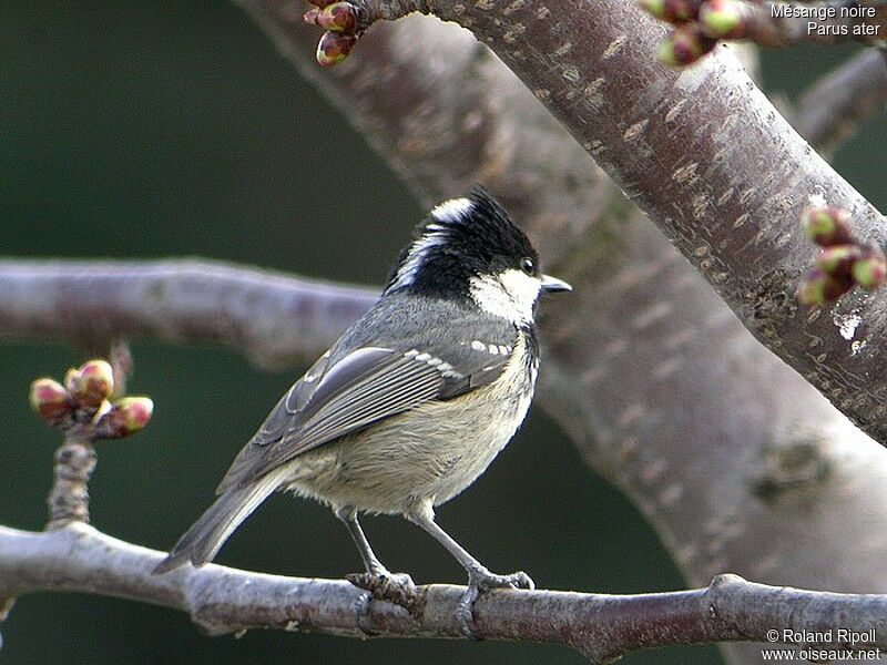 Coal Tit