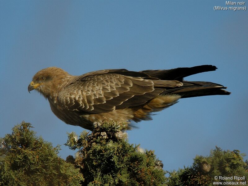 Black Kite