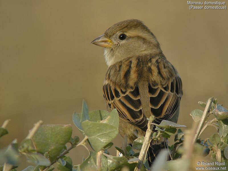 House Sparrowadult post breeding