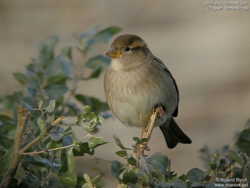 House Sparrowadult post breeding