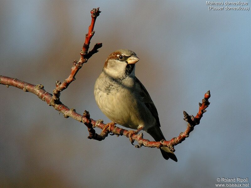 House Sparrowadult