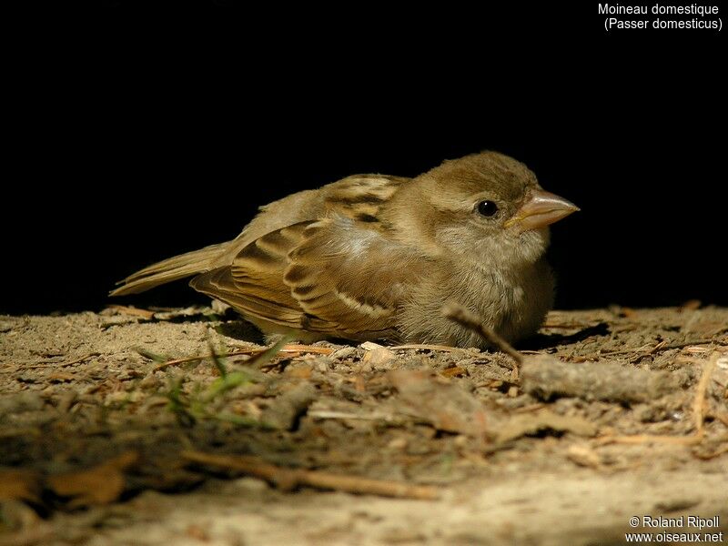 Moineau domestiqueadulte