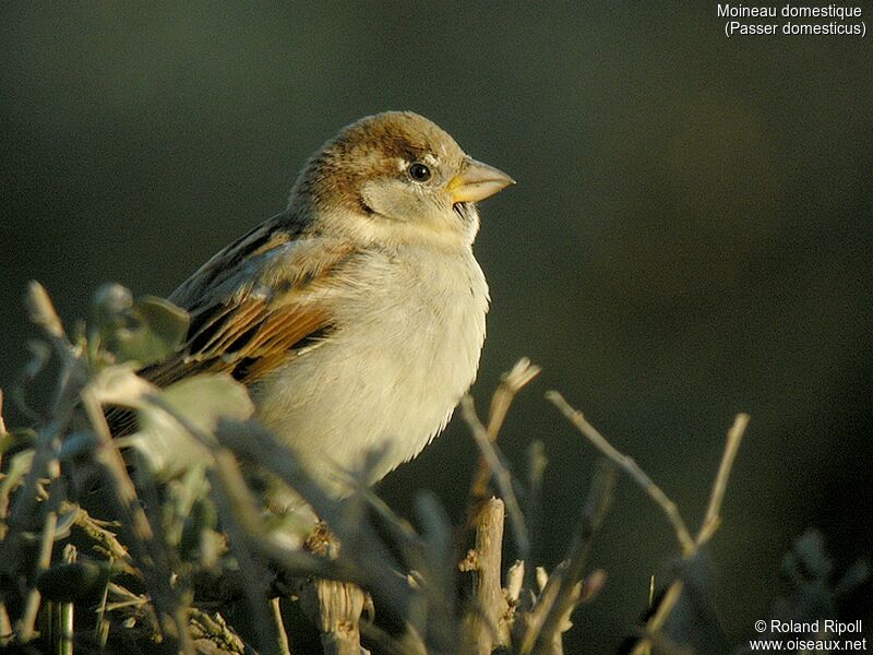 House Sparrow