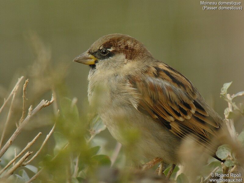 House Sparrowadult post breeding