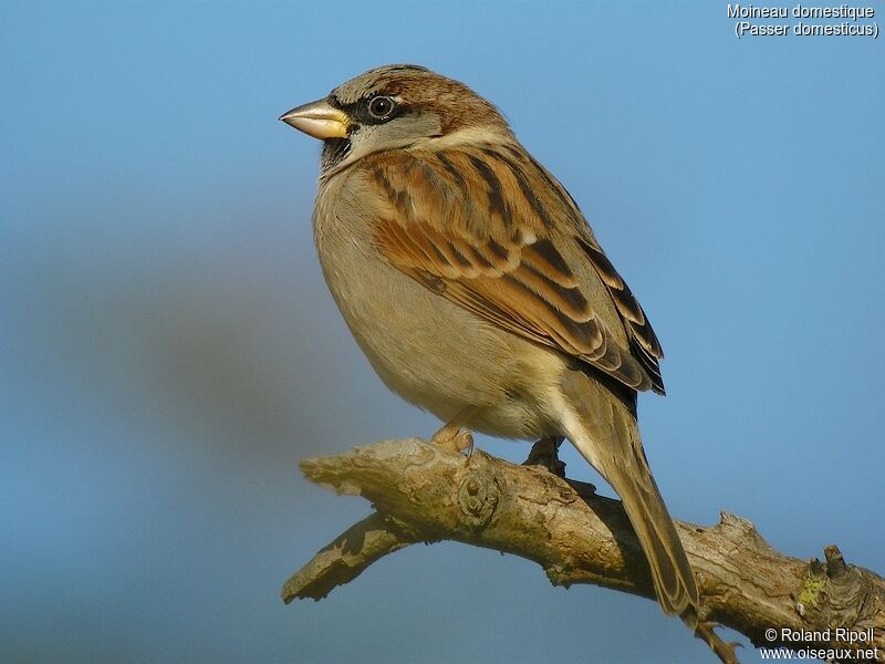 House Sparrowadult