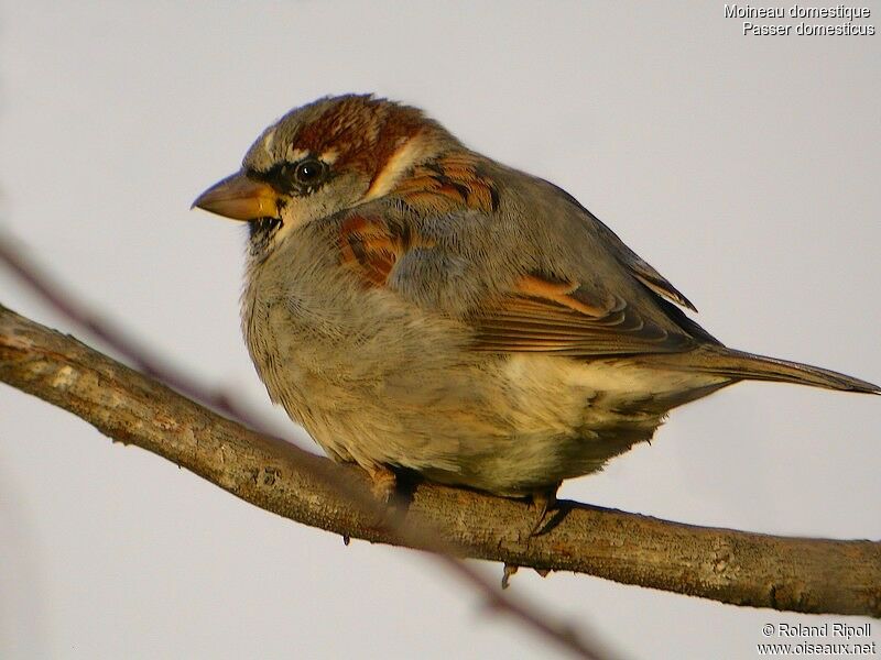 House Sparrow male adult post breeding