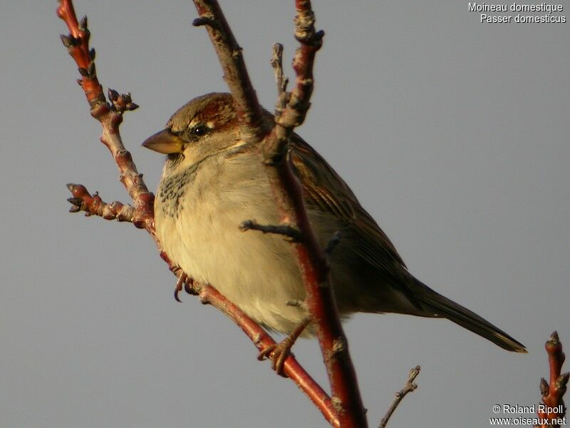 Moineau domestique mâle adulte internuptial