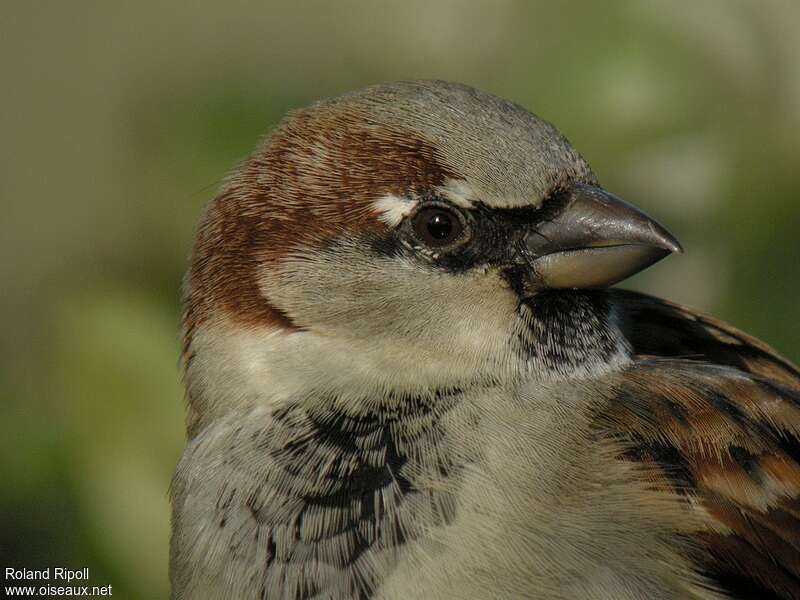 House Sparrow male adult, close-up portrait