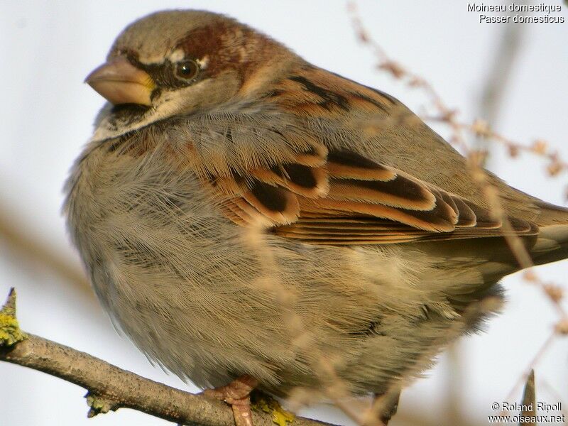 Moineau domestique mâle adulte internuptial