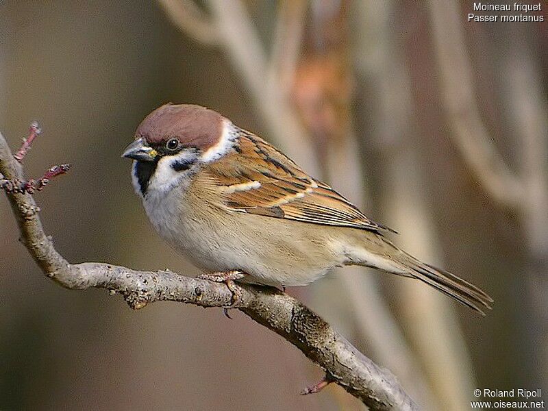 Moineau friquetadulte internuptial