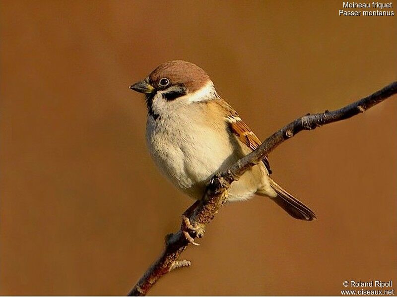 Moineau friquetadulte internuptial