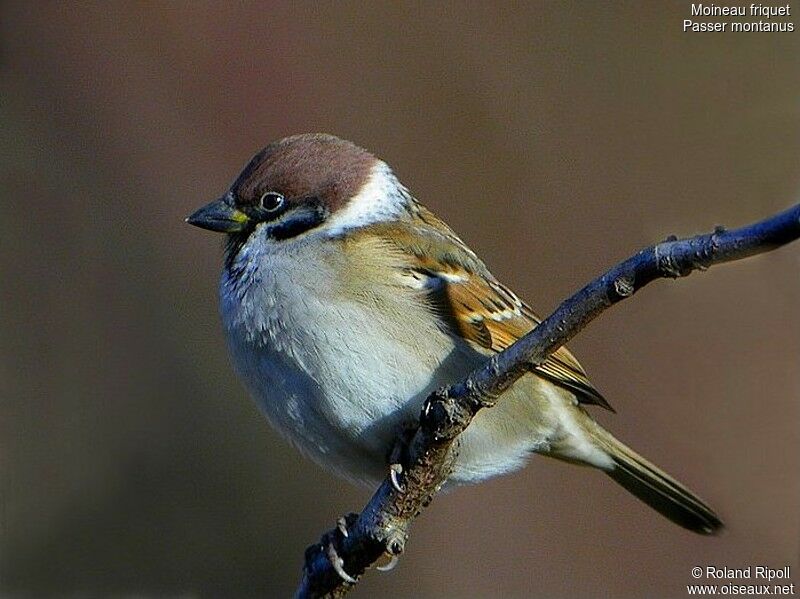 Moineau friquetadulte internuptial