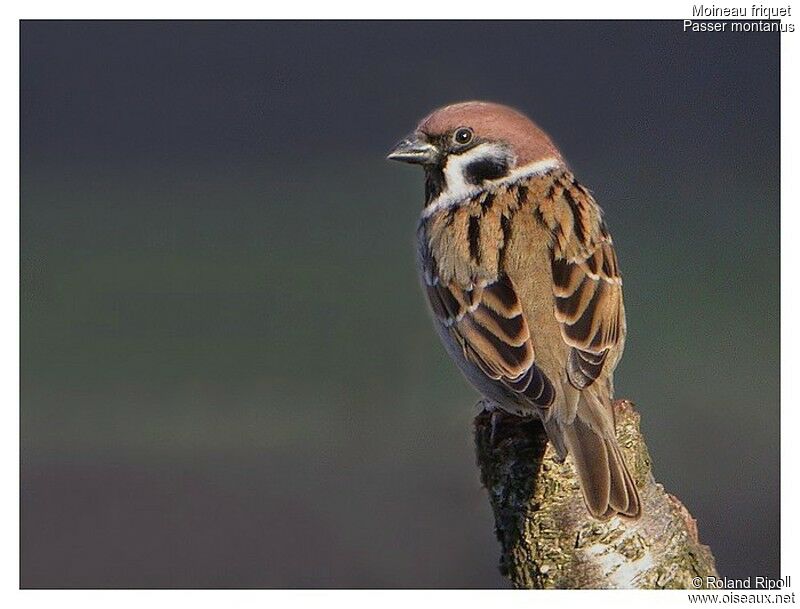 Eurasian Tree Sparrowadult post breeding