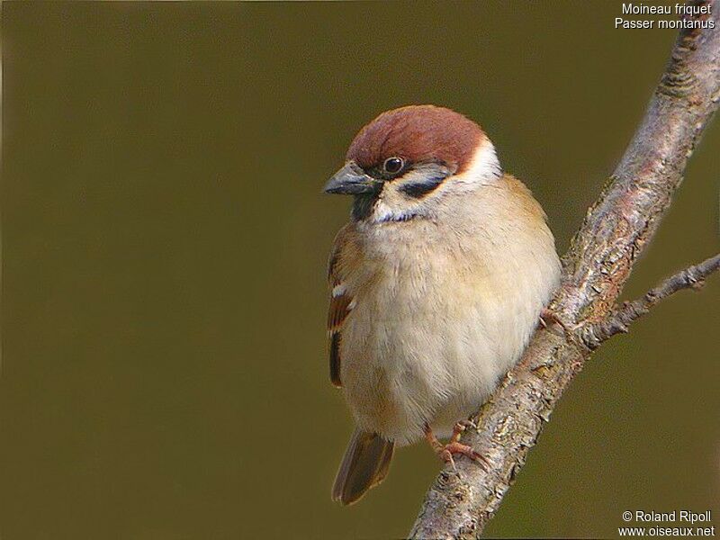 Eurasian Tree Sparrowadult post breeding