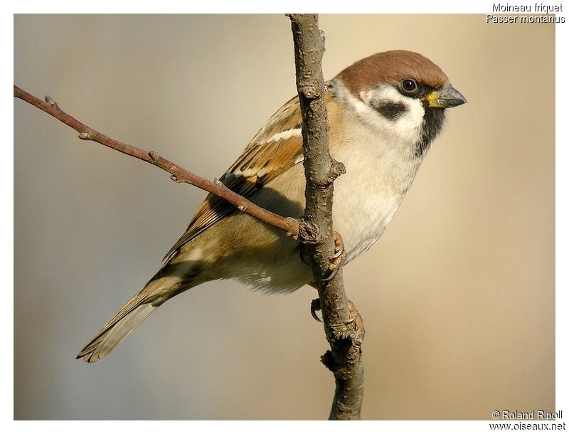 Eurasian Tree Sparrowadult post breeding