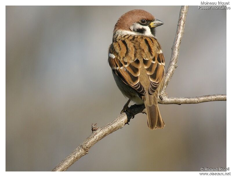 Eurasian Tree Sparrowadult post breeding, identification