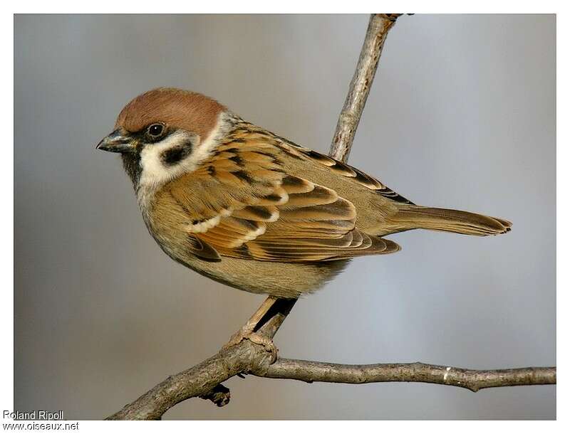 Eurasian Tree Sparrowadult post breeding, identification