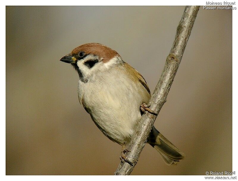 Moineau friquetadulte internuptial