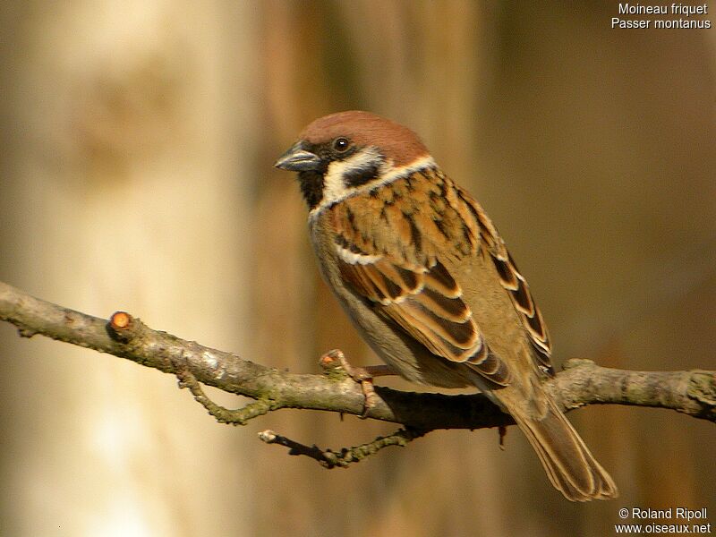 Eurasian Tree Sparrow