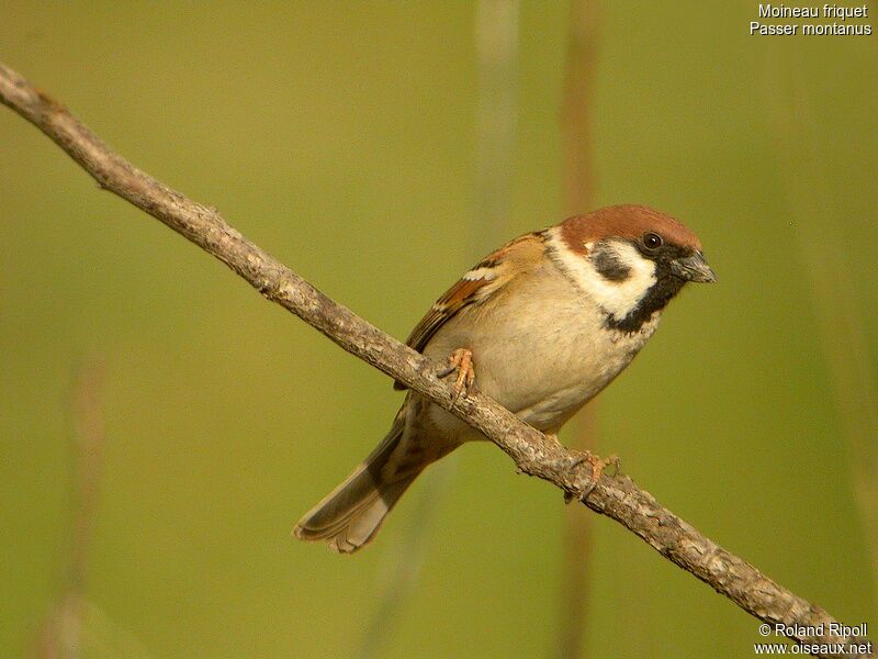 Eurasian Tree Sparrow