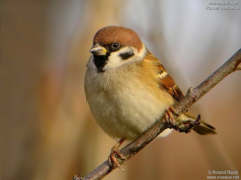 Moineau friquetadulte internuptial