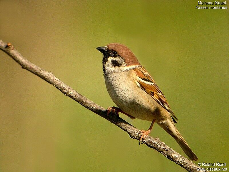 Eurasian Tree Sparrowadult post breeding