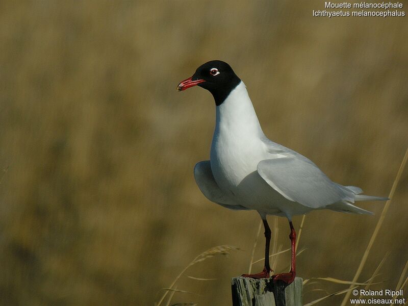 Mediterranean Gulladult breeding