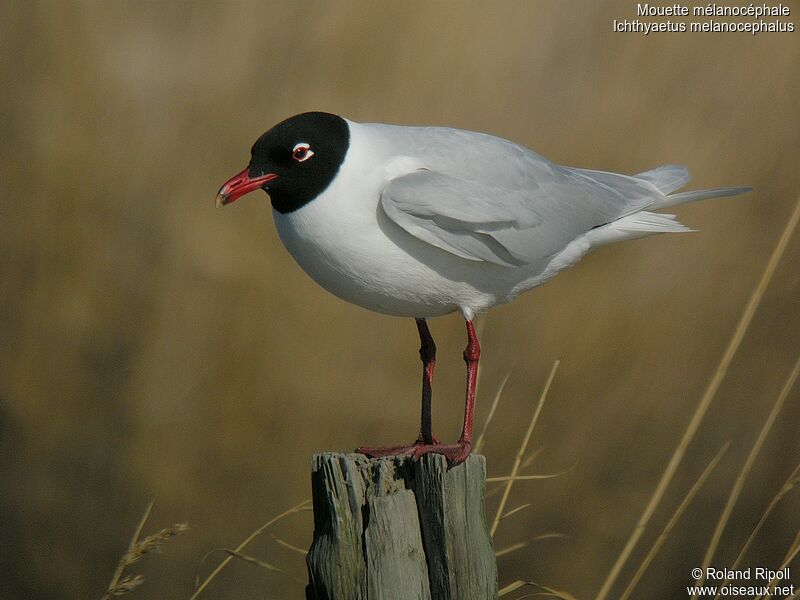 Mediterranean Gulladult breeding