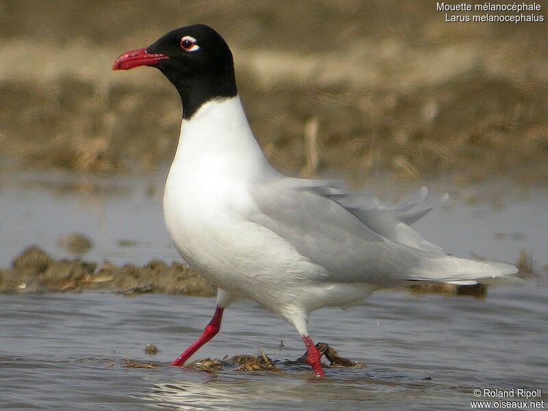 Mouette mélanocéphaleadulte nuptial