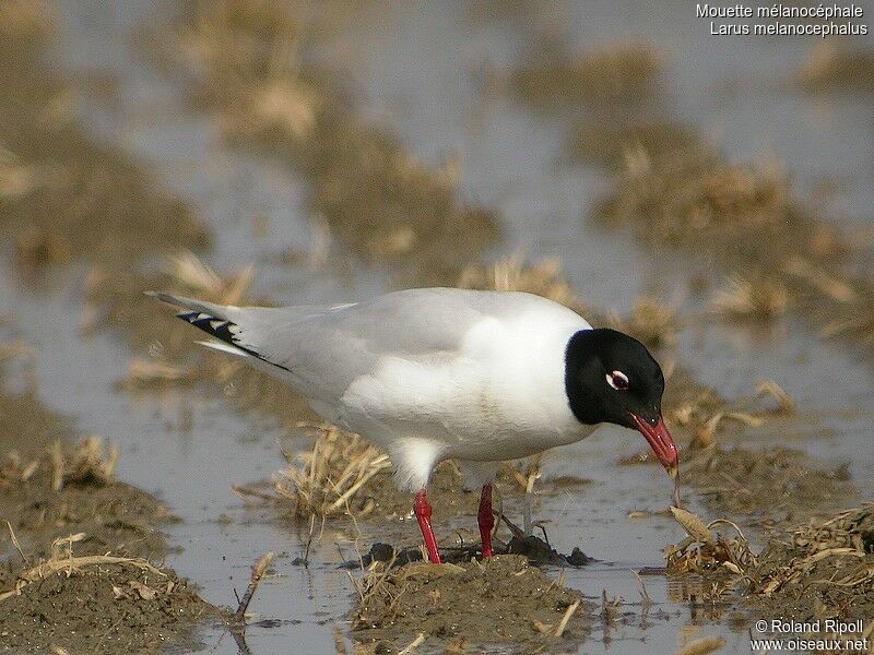 Mediterranean Gulladult breeding