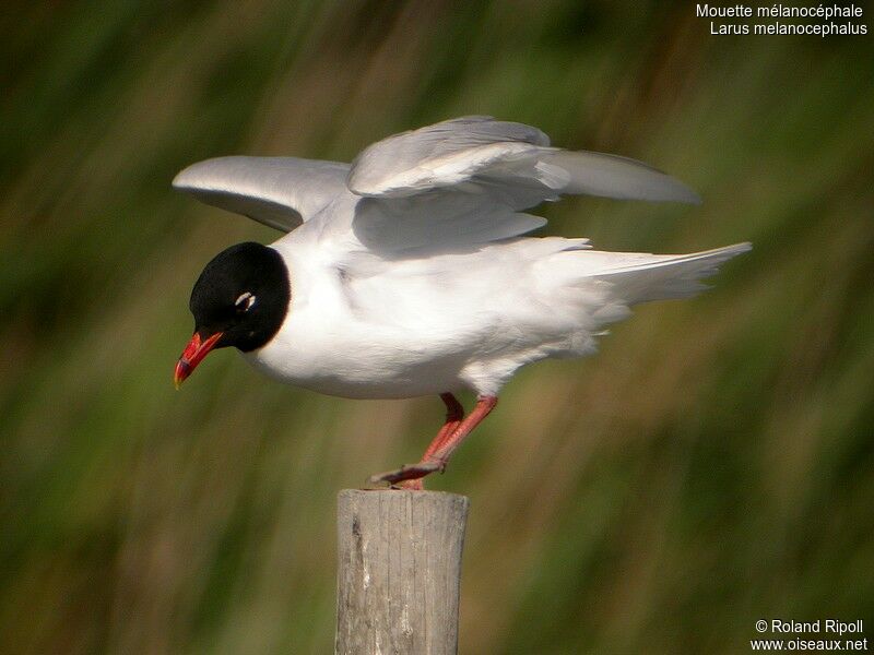 Mouette mélanocéphaleadulte nuptial