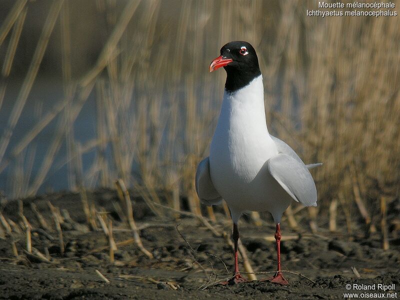 Mouette mélanocéphaleadulte nuptial