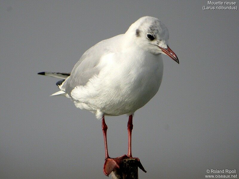 Black-headed Gull