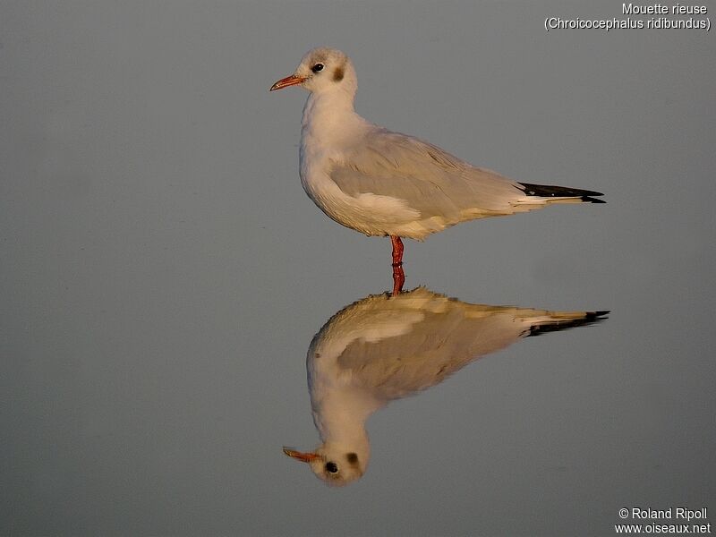 Black-headed Gulladult post breeding