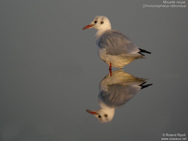 Black-headed Gulladult post breeding